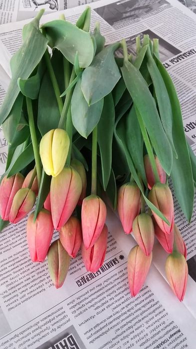 Тюльпаны Голландские на срез