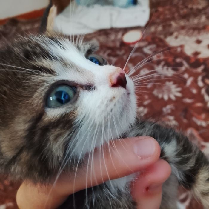котёнок 6/8 недель