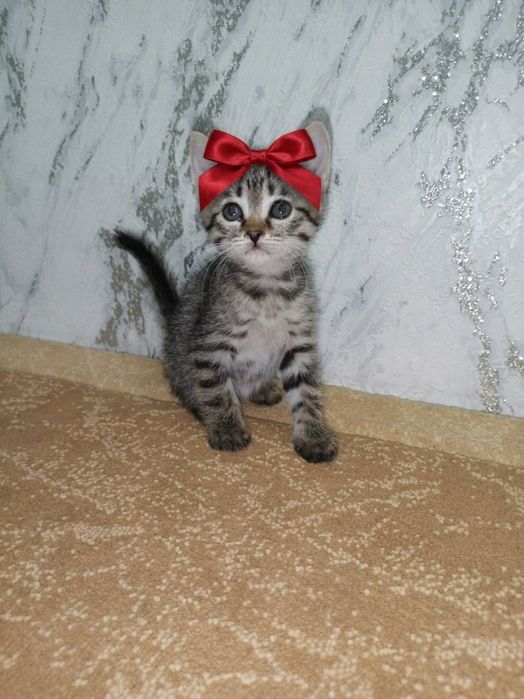 Котята котята котята