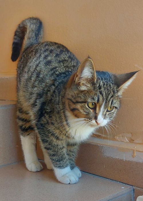 Потерялся котёнок