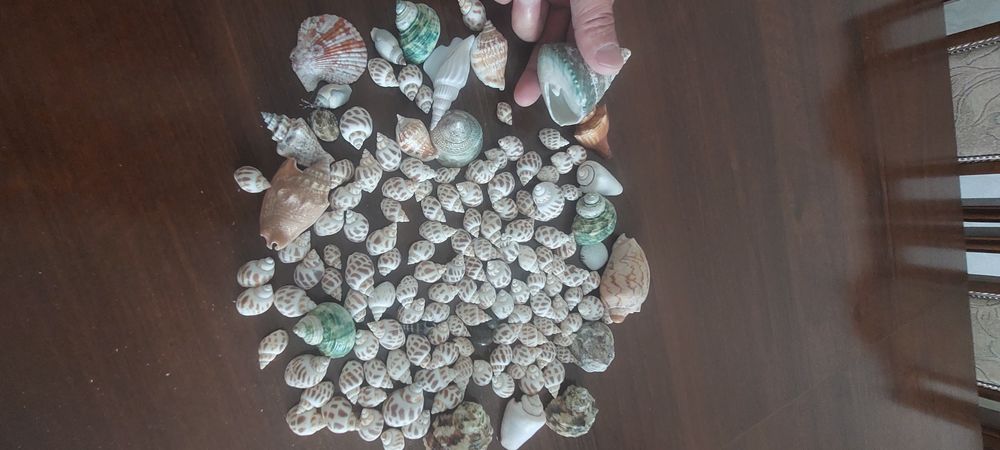 Ракушки для аквариума за 5 000тенге