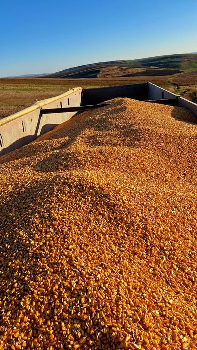 Porumb boabe, graunte