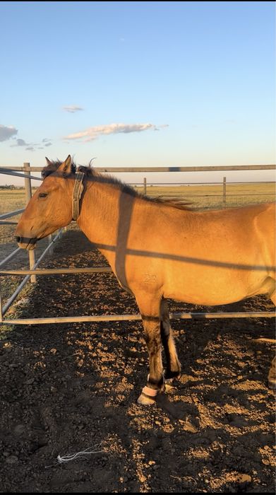 Мұғалжар МЗ айғыр құнан