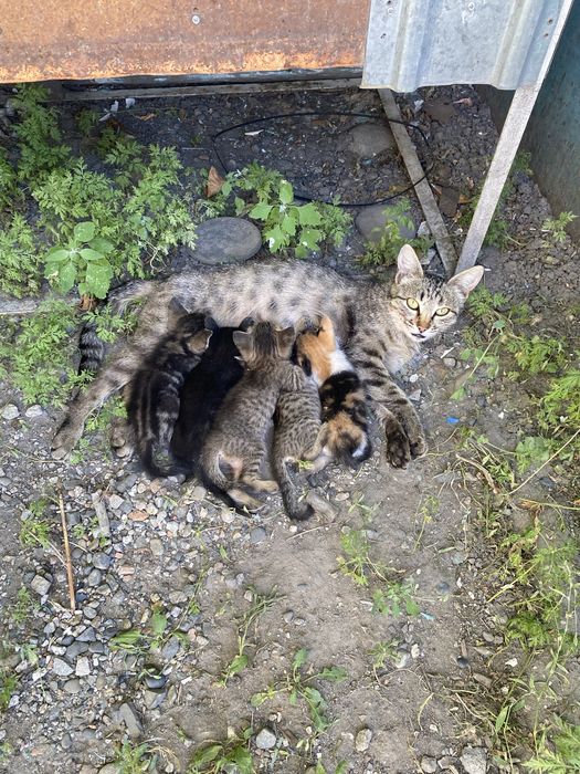 Отдам котят бесплатно