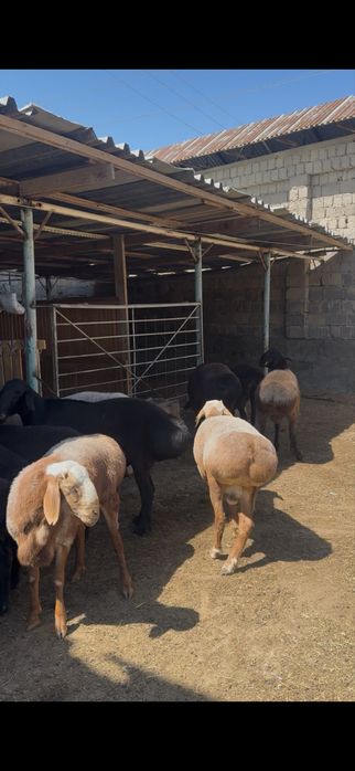 Qochqorla sotiladi 85mindan taroziga srochna