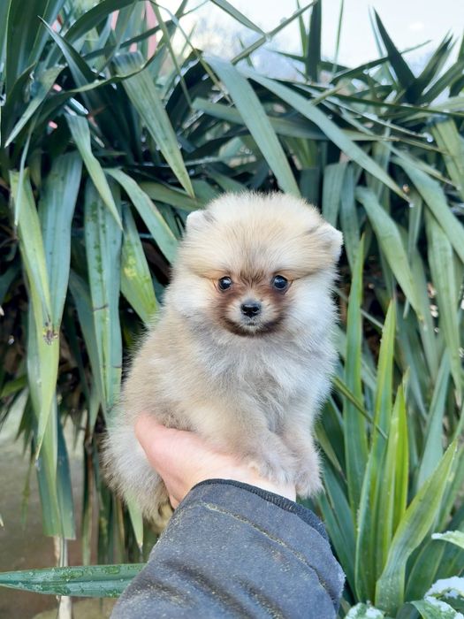 Померан мини момче. Померанче