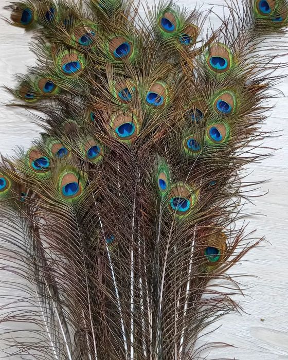 Перья павлина перо