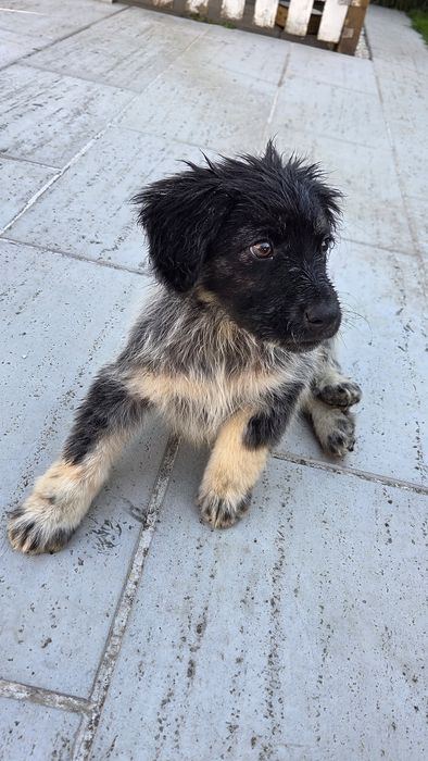 Cățel abandonat pentru adoptie