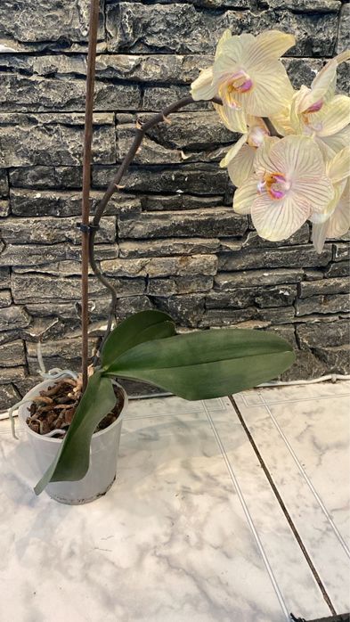 Орхидея в горшке домашняя