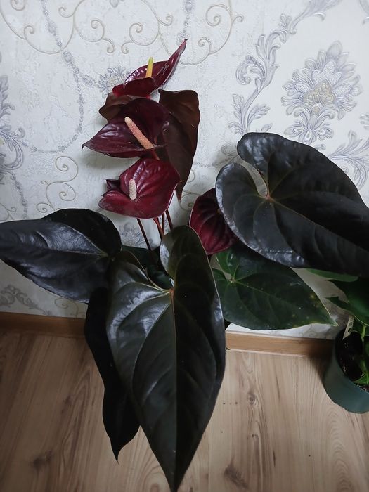 Комнатные растения