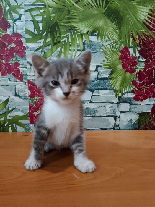 Отдадим котят в добрые руки