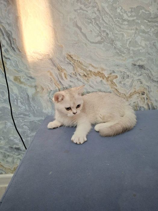 Продаётся Котёнок