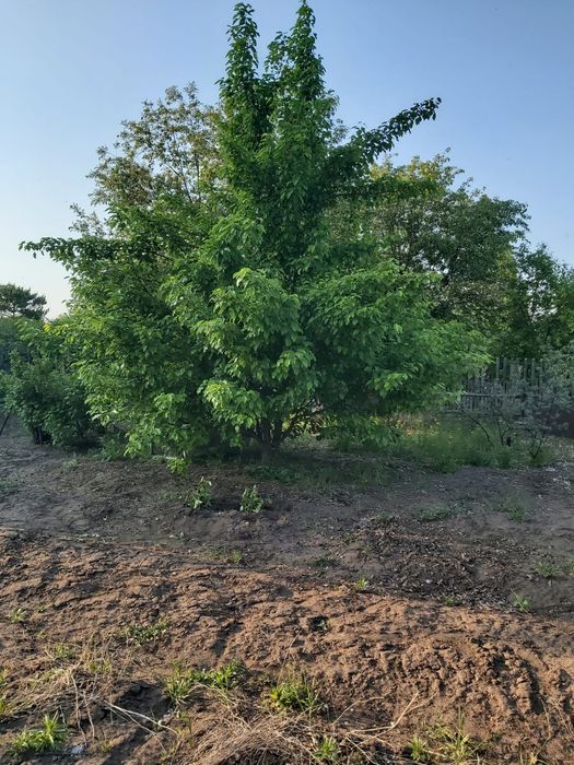 Продам дачу в обществе "Горизонт"