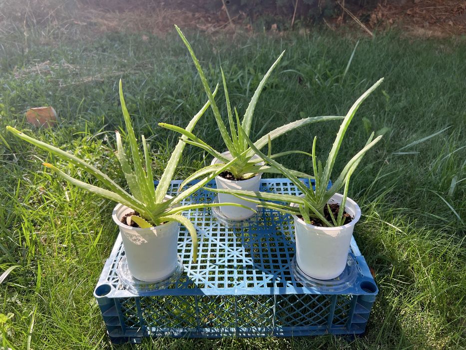 Лечебное Алоэ Вера