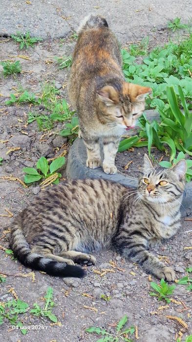 Кошечка и котик ищут добрых хозяев