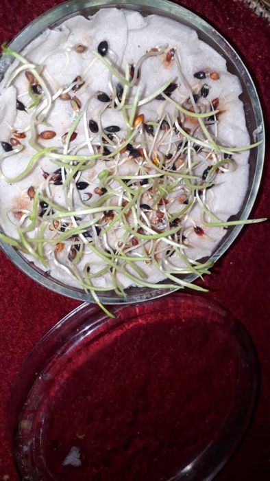 Суданка семена Кинельская 101