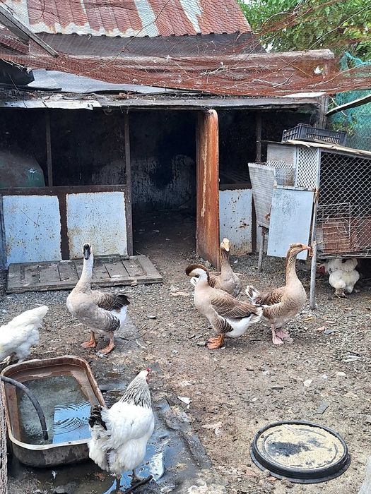 Продавам големи гъски