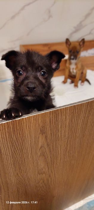 Классный пацан в поиске дома