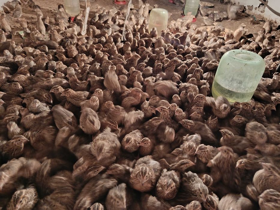 Bedana sotiladi òptom kelishilgan holda