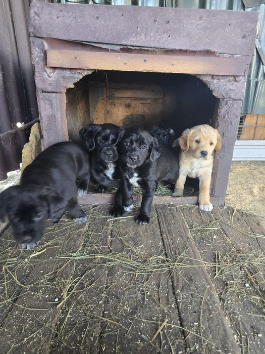 Щенки мальчики и девочки 1.5 месяца