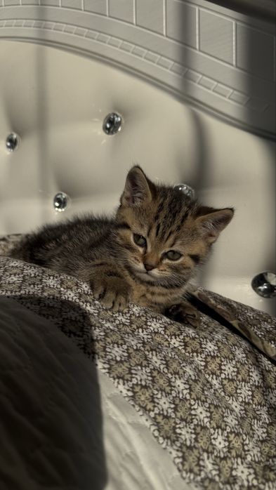 Котят скоттиш страйт