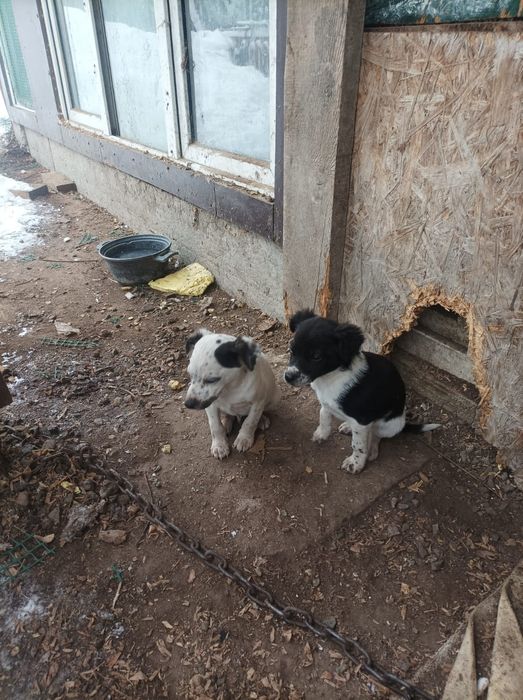 Отдам бесплатно щенков метисов