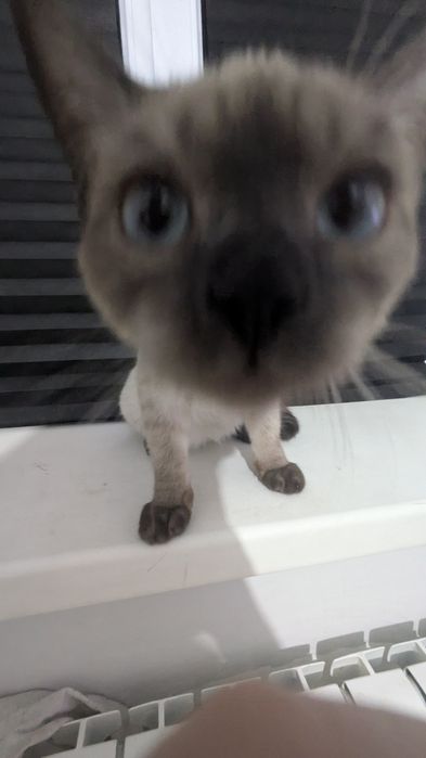 Кот 4 месяца в добрые руки