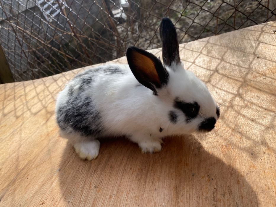 Зайци, породисти и кръстоска