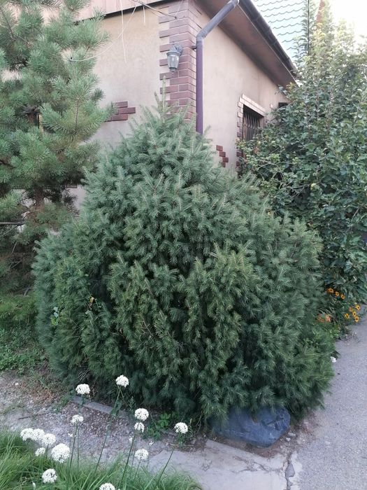 Продам ели в отличном состоянии