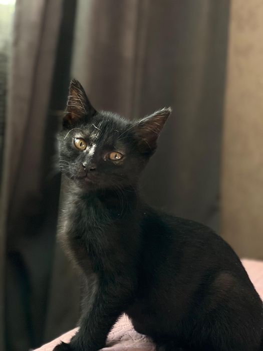 Продаются котята