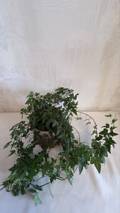 Ирландский плющ ХЕДЕРА