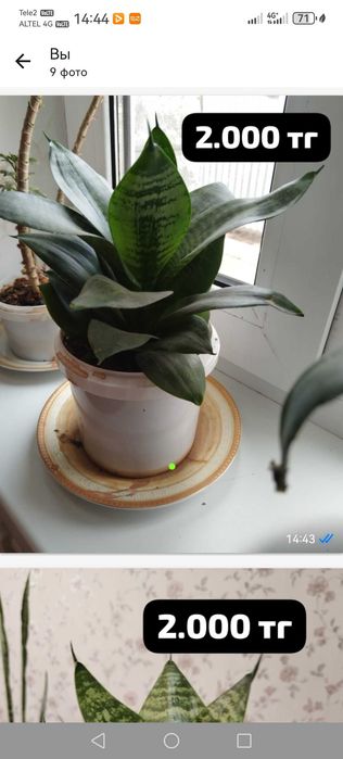 Продам комнатные цветы