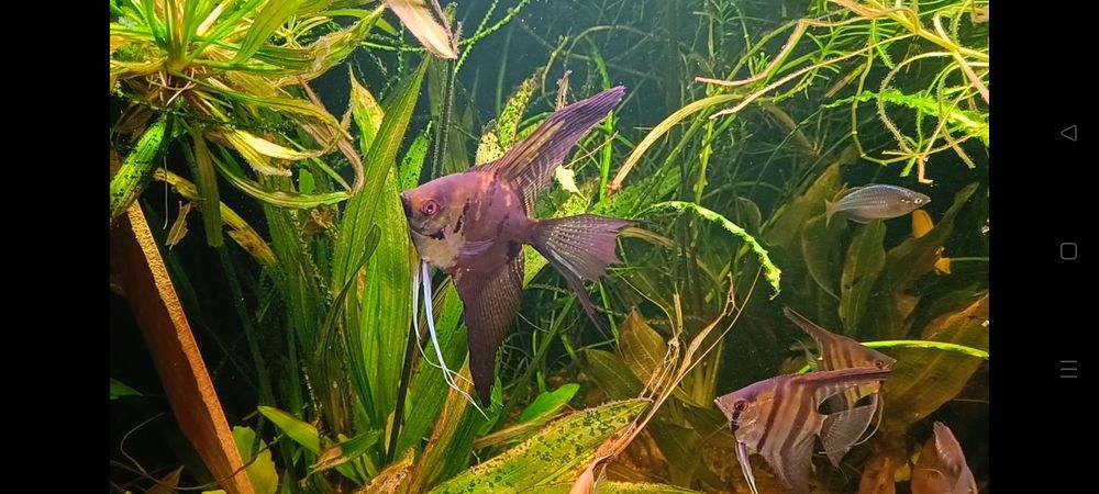 Продам рыбок скалярий