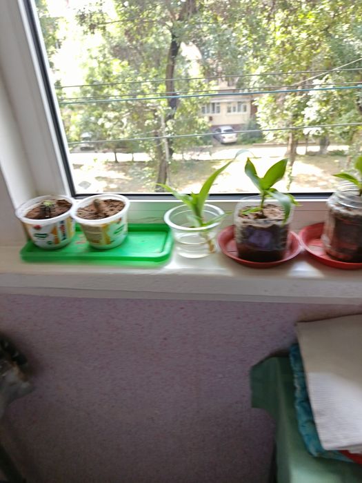 Продаю комнатные цветы