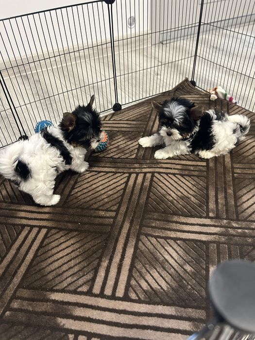 йоркширски териер мини