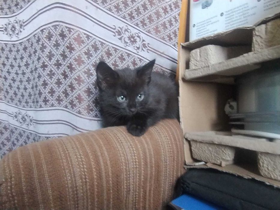 Котята крысоловы