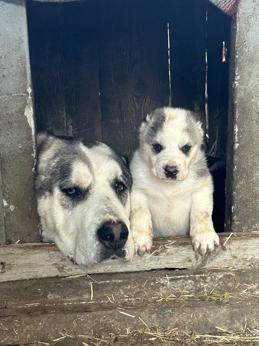 Продам щенков !Кушык сатылады!
