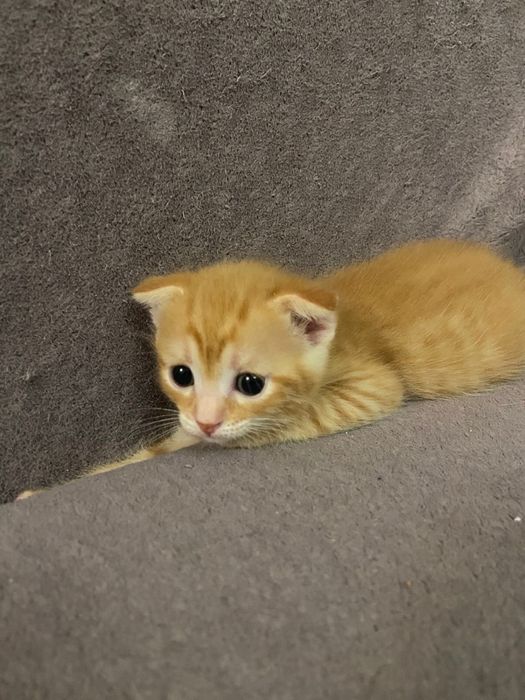 Котята веслоухие