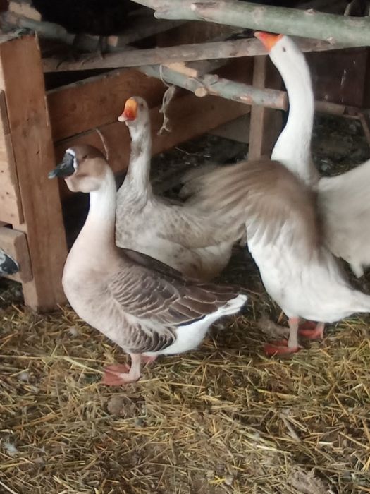 Инкубационое яицо