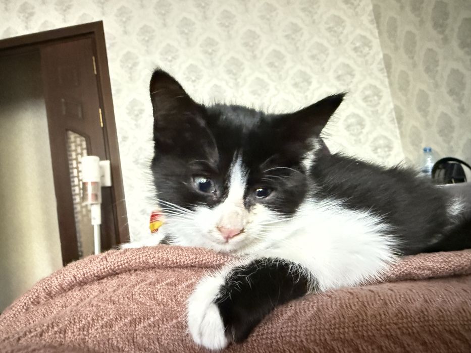 Котенок в добрые руки