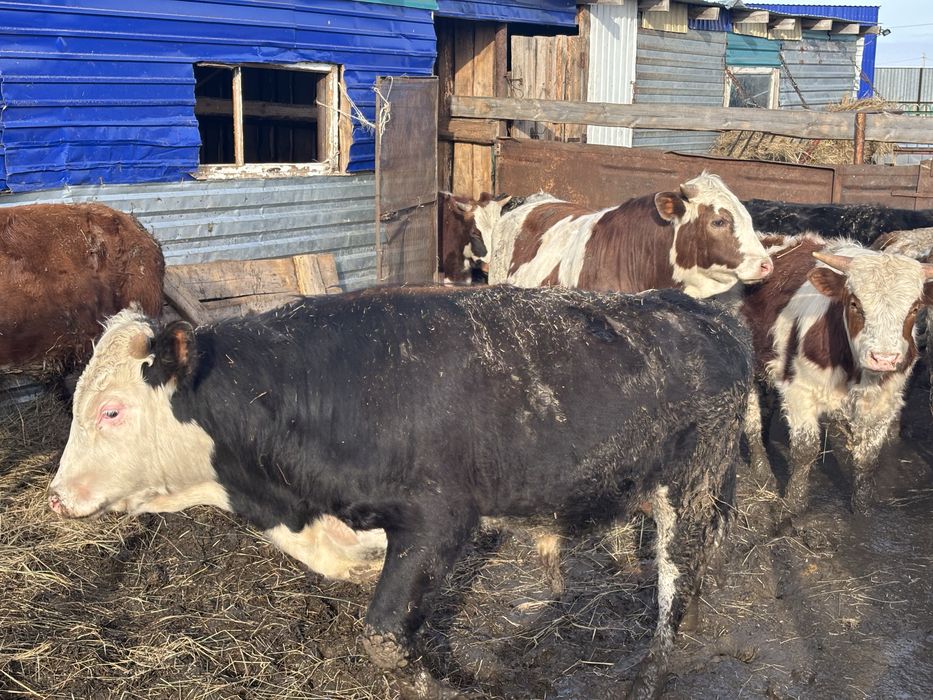 Продам быков с откорма
