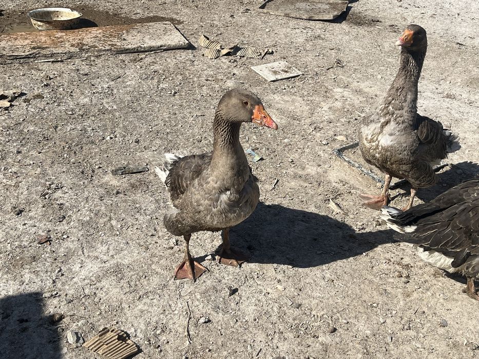 Еркек жас қаз сатылады