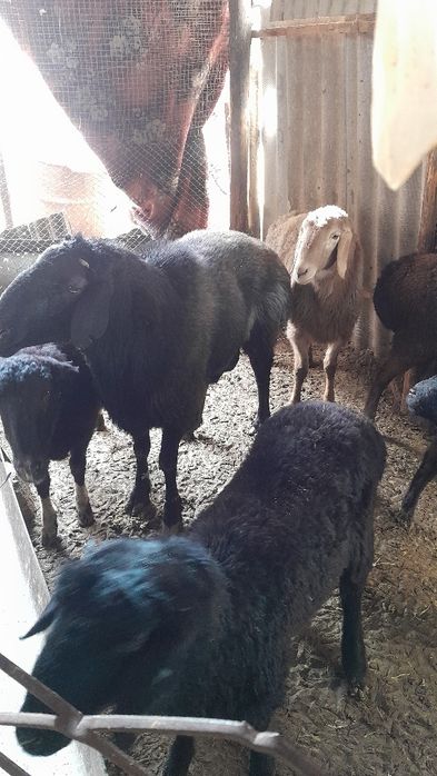 Қошқарлар сатылады.