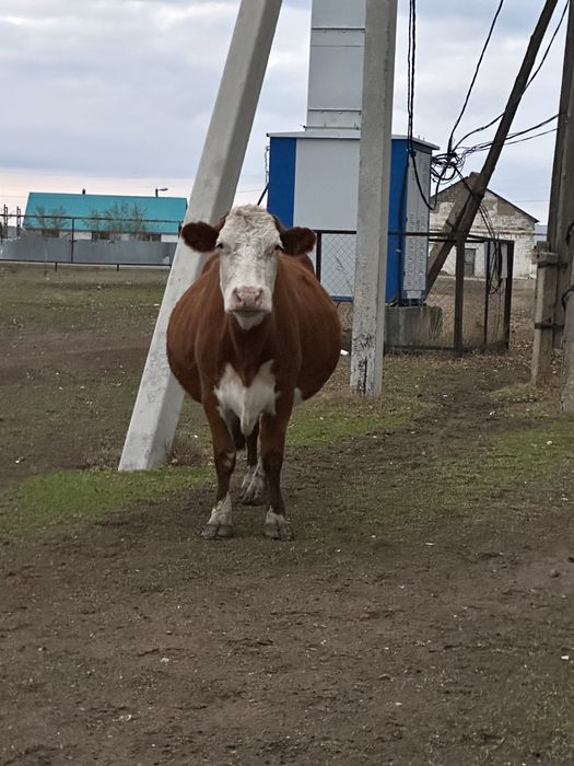 Сатылады сыйыр 7-8жаста