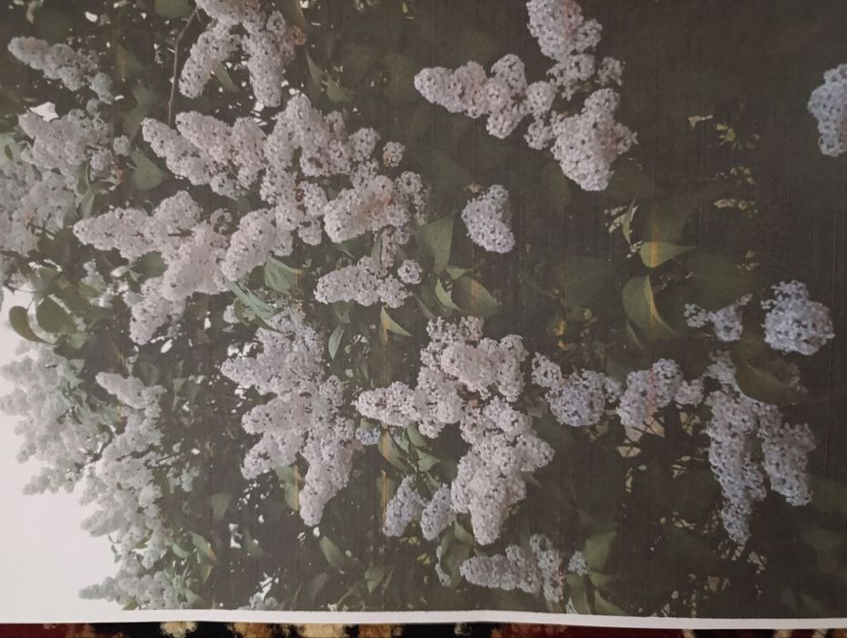 Продаются саженцы фиолетовой сирени