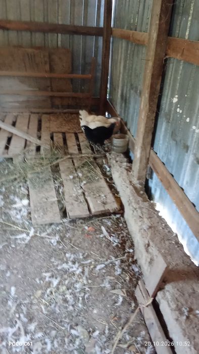 Продам кур петуха