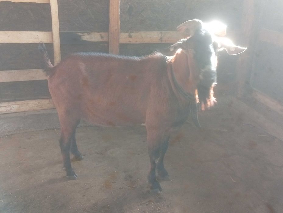 Vând țap metis de anglo cu alpin