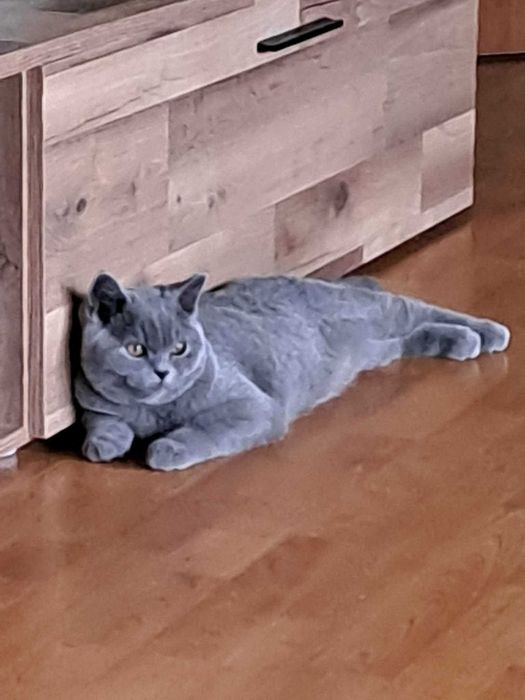 Британски котарак