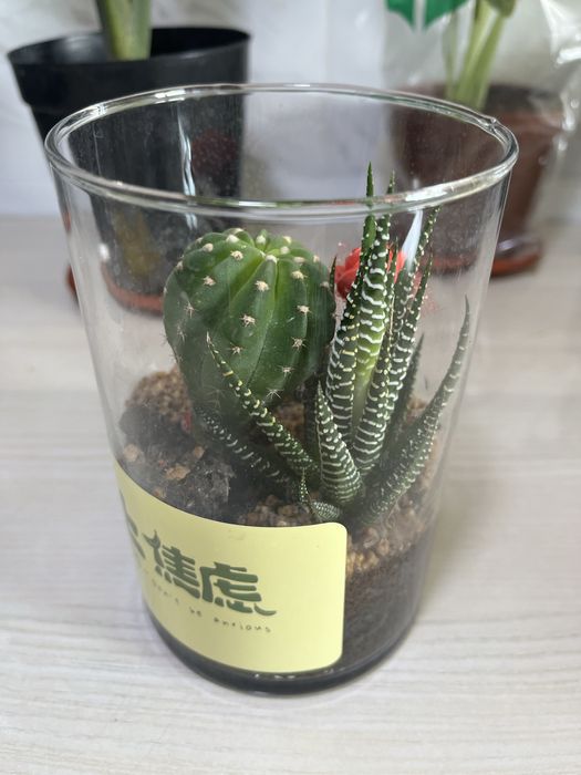 Комнатные растения