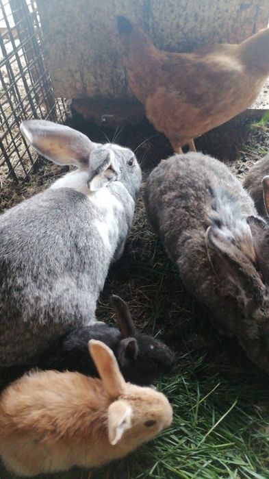 Iepuri de vânzare, schimb pe cereale  INCHID FERMA, VÂND TOT IEFTIN